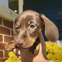 Dachshund Puppies from Weenie Bros