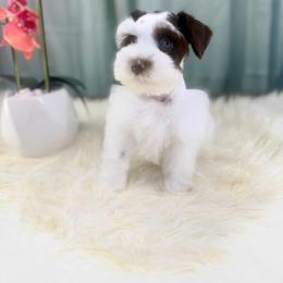 Will - Liver male Miniature Schnauzer puppy in Overton, Texas from Beards & Bows Schnauzer Farm