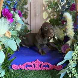 Hershey - Chocolate and tan male Dachshund puppy in Wills Point, Texas from Duck Creek Farm