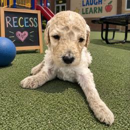Smarty Pants - Cream male Goldendoodle puppy in Social Circle, Georgia from Poppiedoodle Farms