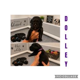 Girl 1 - Black female Cane Corso puppy in Scott County, Tennessee from Nuovo Inizi Kennels