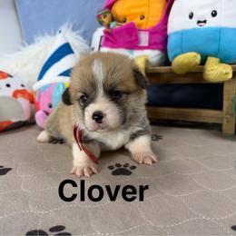 Clover - Sable male Pembroke Welsh Corgi puppy in Apison, Tennessee from Ashmore Corgis