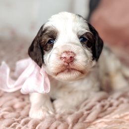 Lyric - Chocolate female Australian Labradoodle puppy in Decatur, Alabama from Southern Meadows Doodles