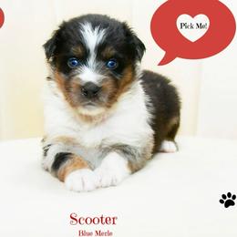 Scooter - Blue merle male Australian Shepherd puppy in Ranger, Texas from Outback Mini Aussies