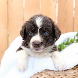 Tan collar -Birdie - Brown and white female Aussiedoodle puppy in Coulee City, Washington from Mr and Mrs Doodle Farm