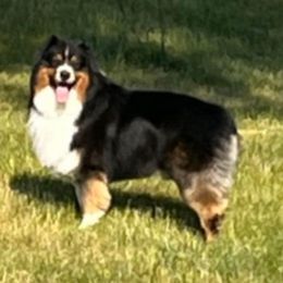 Duke - Australian Shepherd