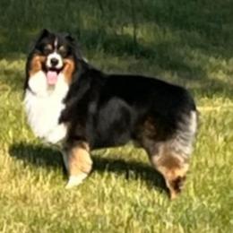 Duke - Australian Shepherd