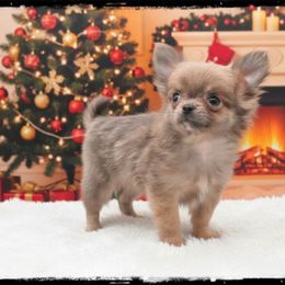 Tinsel - Blue fawn female Chihuahua puppy in Demorest, Georgia from Sourpatch Chihuahuas