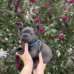 French Bulldog Puppies from Lewert’s puppies