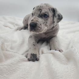 Cleo - Merle female Great Dane puppy in Kannapolis, North Carolina from Carolina Great Danes & Toy Poodles