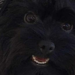 Rayn - Yorkshire Terrier