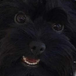 Rayn - Yorkshire Terrier