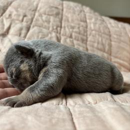 More photos will be posted July 1st litter was born June 21st - Blue fawn male French Bulldog puppy in Olympia, Washington from Matra French Bulldogs