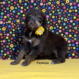Yellow Collar - Brown female Poodle puppy in Houma, Louisiana from Smart Azz Poodles