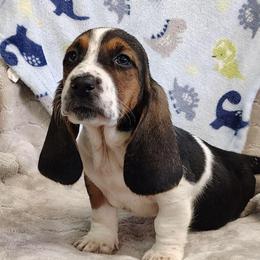Harris - Black brown and white male Basset Hound puppy in Newton Grove, North Carolina from MGA Basset Hound