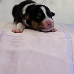 Australian Shepherd Puppies from Colorful Dreamers Australian Shepherds