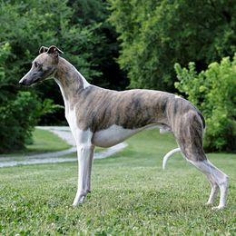 Traveler - Whippet