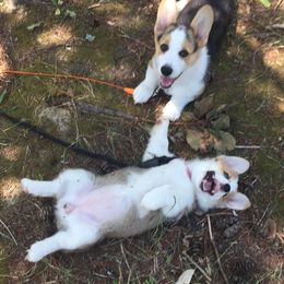 Pembroke Welsh Corgi Puppies from Rain City Corgis