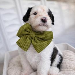 Guinness - Brown and white male Sheepadoodle puppy in Rocky Point, North Carolina from CelticDoods
