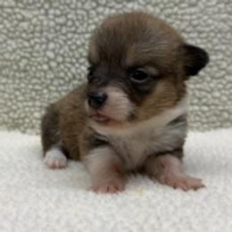 Girl Pink Bow - Sable female Pembroke Welsh Corgi puppy in Boonville, Indiana from M&J Country Kennels
