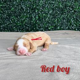 Boy 2 - Red male Bernedoodle puppy in Modesto, California from Two Doods Doodles