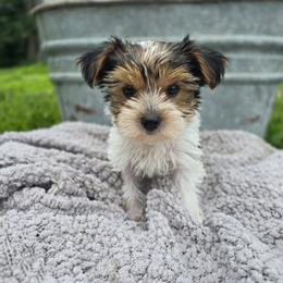 Zoro - Parti male Yorkshire Terrier puppy in Mountain Grove, Missouri from Precious Puppies