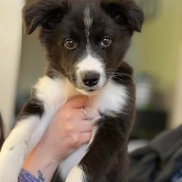 Border Collie Puppies from Cascade Sun Kennels