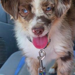 Maverick The Cowboy - Red merle male Australian Shepherd puppy in Churchill County Fallon, Nevada from Card Family Ranch