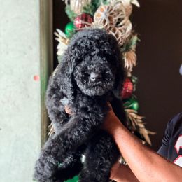 Annalise Keating - Black female Goldendoodle puppy in Houston, Texas from Were The Mack'Doodles