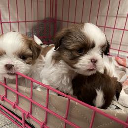 Shih Tzu Puppies from Wood Foo Breeders