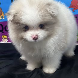 Creed - Chocolate merle male Pomeranian puppy in Brentwood, California from Royalpawpoms