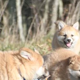 Icelandic Sheepdog Puppies from Valhalla Icelandic Sheepdogs