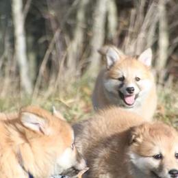 Icelandic Sheepdog Puppies from Valhalla Icelandic Sheepdogs