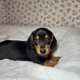 Emma - Black and tan female Dachshund puppy in Mountain Grove, Missouri from Happy Hounds