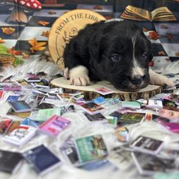 Saga - Black tri-color female Australian Shepherd puppy in Fredericksburg, Virginia from Cooper Ridge Aussies
