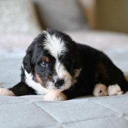 Fuego - Tri-color male Bernedoodle puppy in Grove, Oklahoma from Grand Lake Poodles & Doodles