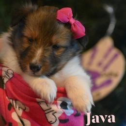 Java - Sable and white female Shetland Sheepdog puppy in Gladbrook, Iowa from T Triple C Shelties