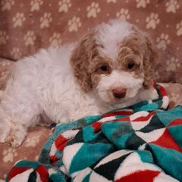 Bessie - Brown and white female Aussiedoodle puppy in Mena, Arkansas from Ouachita River Cockapoos