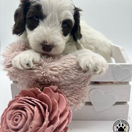Bernedoodle and Sheepadoodle Puppies from Four Front Doodles LLC.
