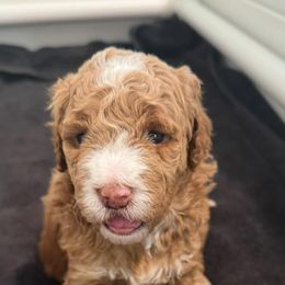 Goldendoodle Puppies from Heather's Goldendoodles