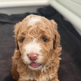 Goldendoodle Puppies from Heather's Goldendoodles