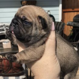French Bulldog Puppies from North Idaho Frenchie Farm