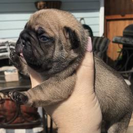 French Bulldog Puppies from North Idaho Frenchie Farm