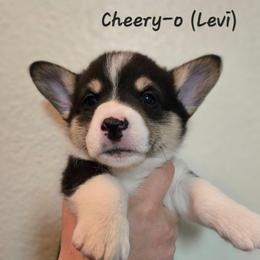 Cheery-o - Black and tan male Pembroke Welsh Corgi puppy in Citrus Heights, California from The Joy of Corgis