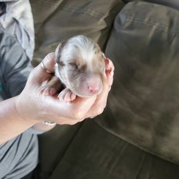 Girl 3 - Red merle Australian Shepherd puppy in Big Lake, Minnesota from Ninerpacker Aussies