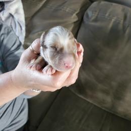 Girl 3 - Red merle Australian Shepherd puppy in Big Lake, Minnesota from Ninerpacker Aussies