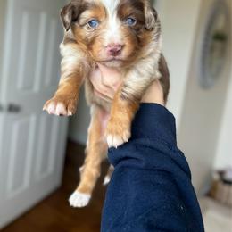 Cindy Lou - Red merle female Australian Shepherd puppy in Tyner, Kentucky from Lil’ Town Aussies