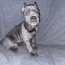 Biewer Terrier, Cane Corso, and Yorkshire Terrier Puppies from Exotic Yorkie Imports & Cessna Cane Corso
