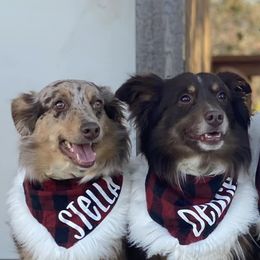Miniature Australian Shepherds from Keasler’s Mini Aussies