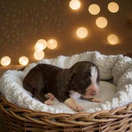 Ember - Red tri-color female Australian Shepherd puppy in Statesville, North Carolina from Charming Australian Shepherds